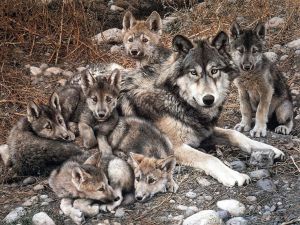 Семья волков - The Family of Wolves (goo.gl/NAxhhJ)