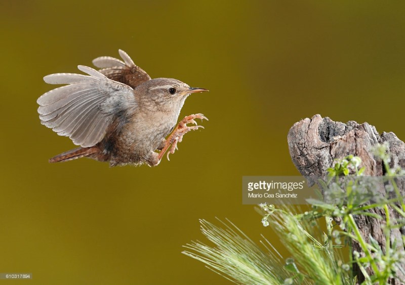 Eurasian Wren- Salamanca, Castilla y León, Spain