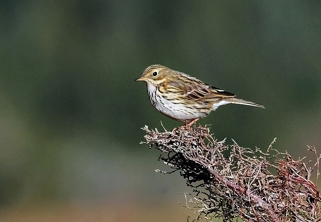 4ECAF107-2319-444F-8058-EC6C4BB63D01